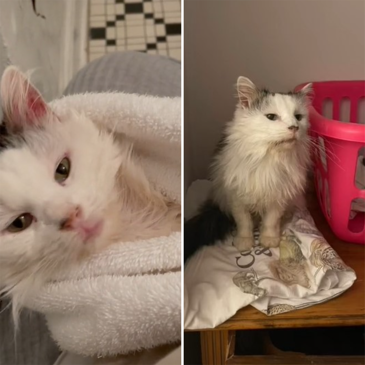 Pot Roast mourns loss of beloved TikTok cat The Independent